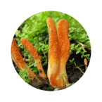 Otorfil грибний збір